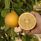 Bergamot Sour Orange Hybrid Budwood citrus plant material online shopping
