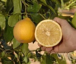 Bergamot Sour Orange Hybrid Budwood citrus plant material online shopping