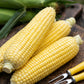 Sugar Buns F1 Corn