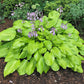Squash Casserole Hosta Plants online shopping