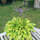 Hydon Sunset Hosta Plants online shopping