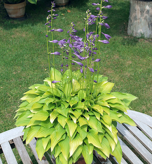 Hydon Sunset Hosta Plants online shopping