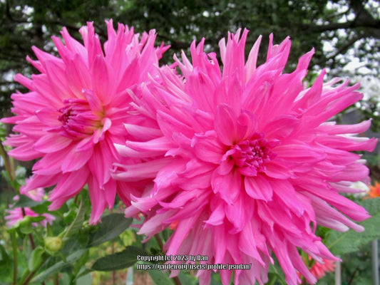 Helen Richmond Dahlia