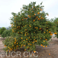 Richard's Special Mandarin Budwood citrus plant material online shopping