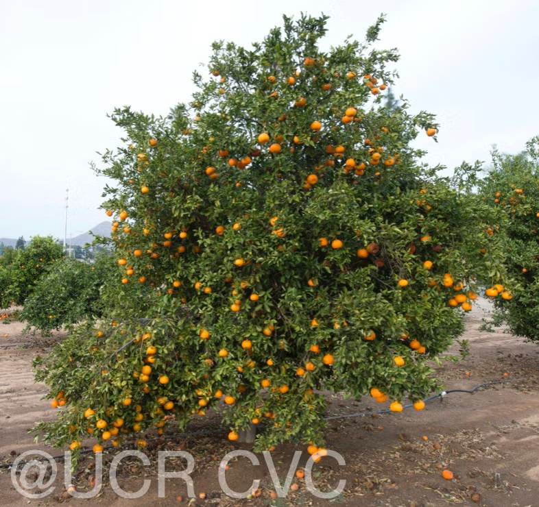 Richard's Special Mandarin Budwood citrus plant material online shopping
