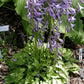 Lemon Lime Hosta Plants online shopping
