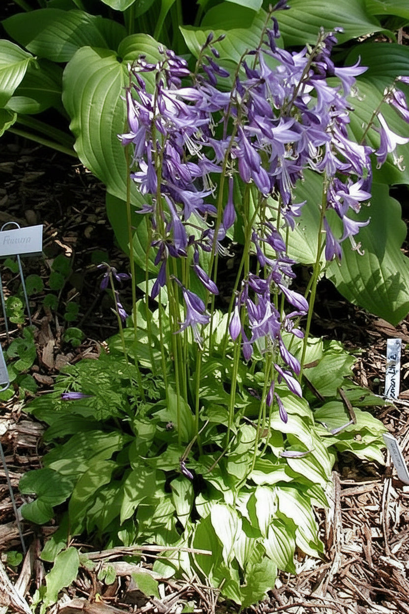 Lemon Lime Hosta Plants online shopping