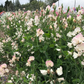 Mollie Rilstone Heirloom Sweet Pea seeds online shopping