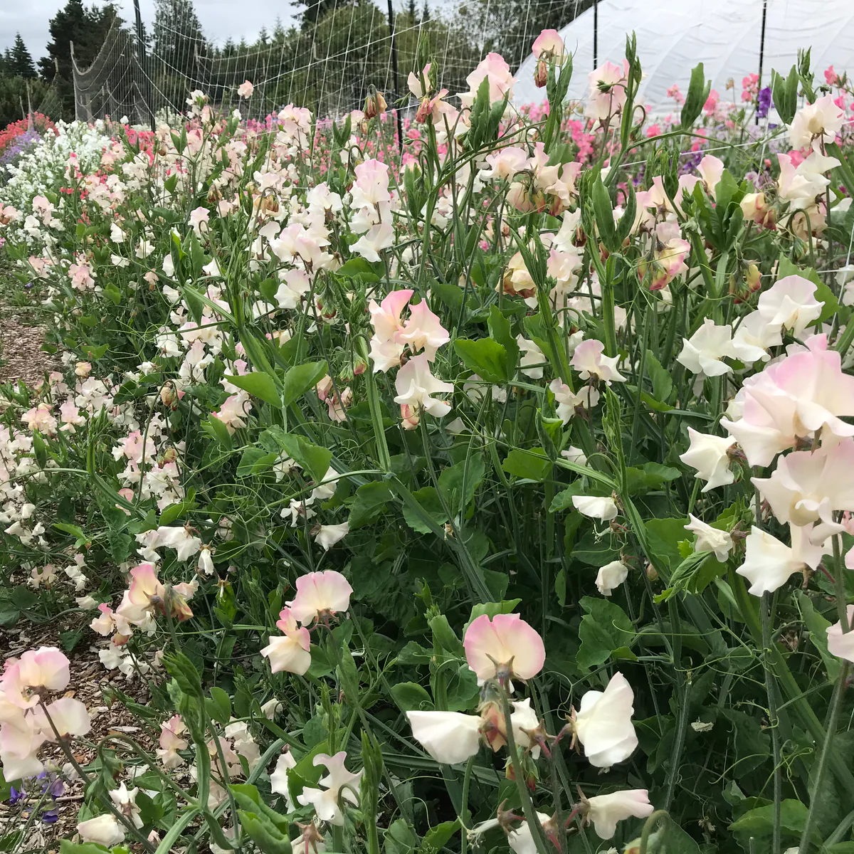Mollie Rilstone Heirloom Sweet Pea seeds online shopping