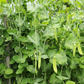 Mammoth Melting Sugar Snow Pea