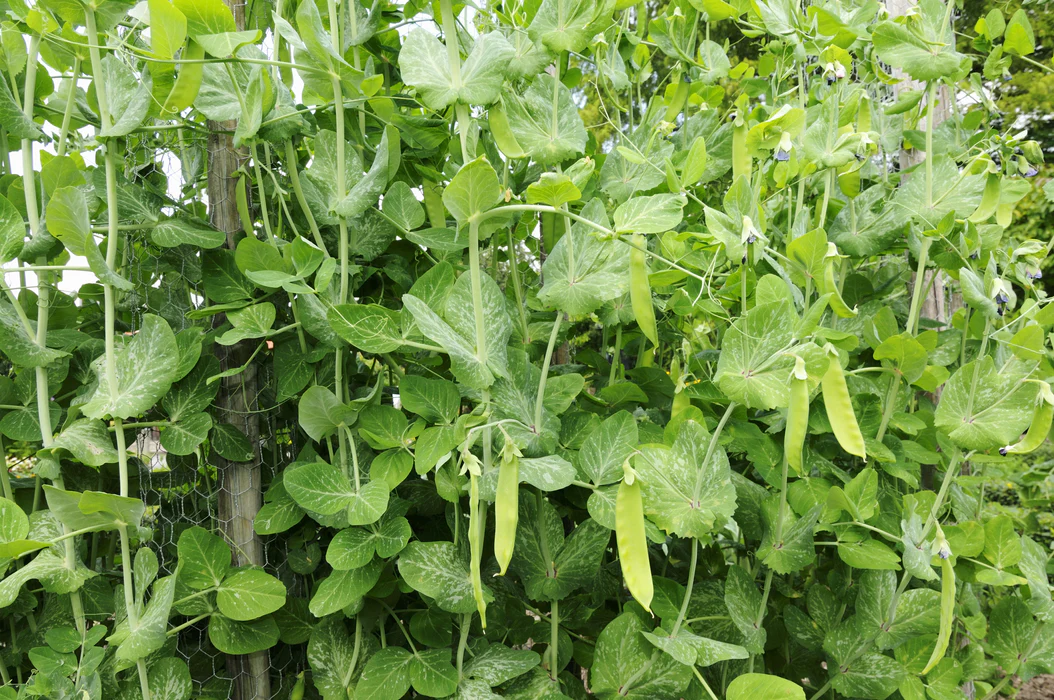 Mammoth Melting Sugar Snow Pea