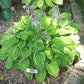 Platinum Tiara Hosta Plants online shopping