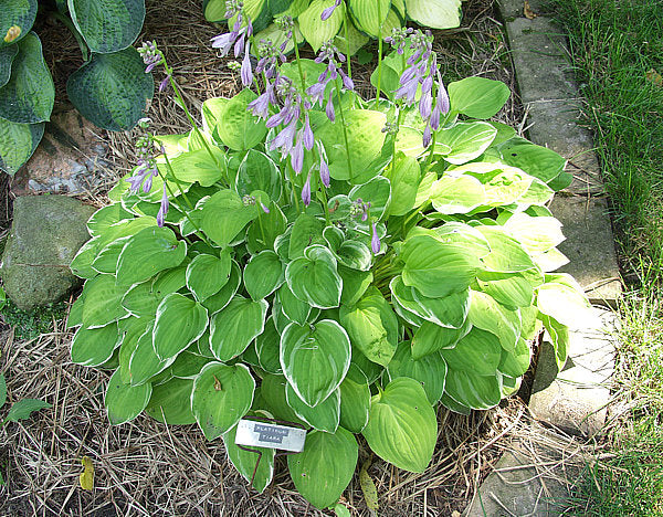 Platinum Tiara Hosta Plants online shopping