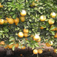 Wekiwa Tangelo Mandarin Budwood citrus plant material online shopping
