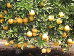 Wekiwa Tangelo Mandarin Budwood citrus plant material online shopping