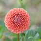 Cornel Bronze Dahlia