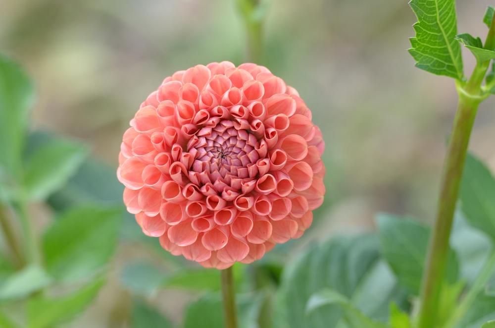 Cornel Bronze Dahlia