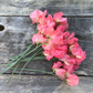 Valerie Harrod Sweet Pea seeds online shopping