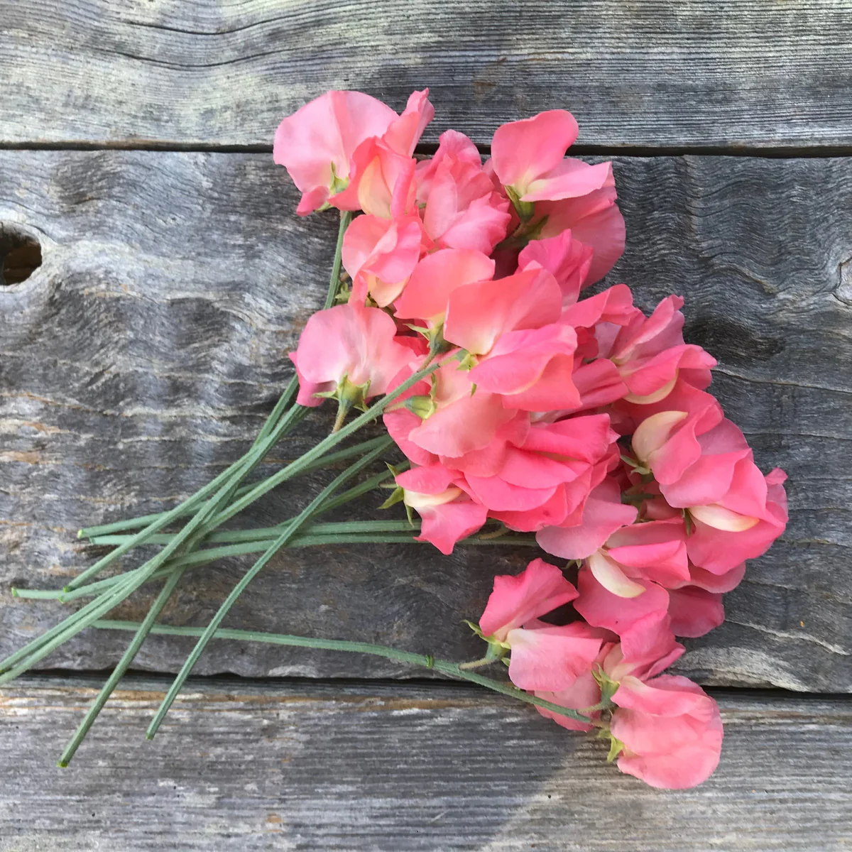 Valerie Harrod Sweet Pea seeds online shopping