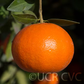 Yosemite Gold Mandarin Budwood citrus plant material online shopping
