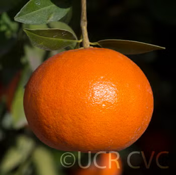 Yosemite Gold Mandarin Budwood citrus plant material online shopping