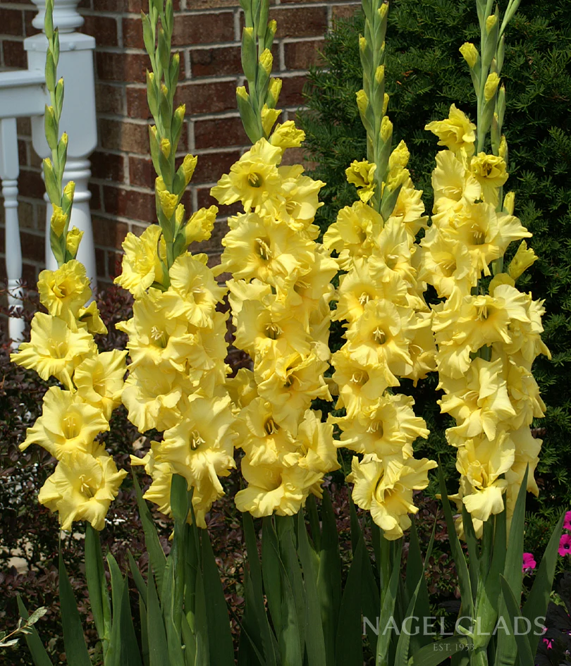 Bra Val Gladiolus Corms