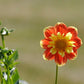 Pooh Dahlia