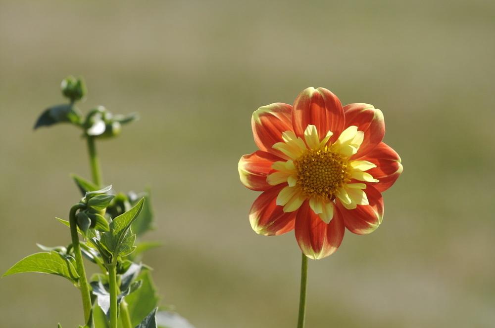 Pooh Dahlia