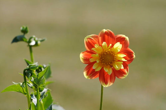 Pooh Dahlia