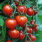 Mountain Magic Tomato
