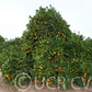 Carter Navel Orange Budwood citrus plant material online shopping