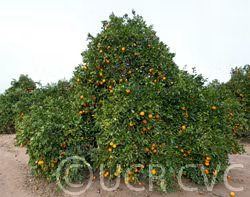 Carter Navel Orange Budwood citrus plant material online shopping