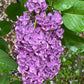 Ludwig Spath Lilac lilac plant online shopping