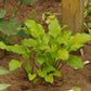 Fruit Punch Hosta Plants online shopping