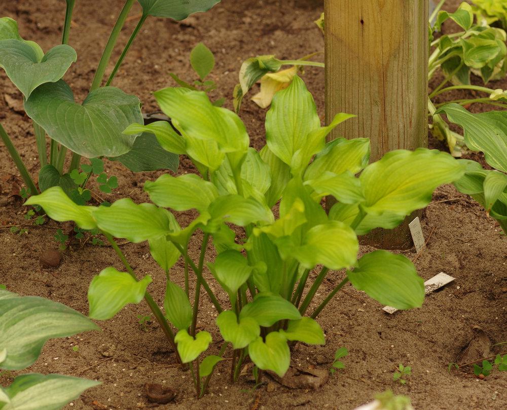 Fruit Punch Hosta Plants online shopping