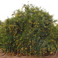 Seedless Kishu Mandarin Budwood citrus plant material online shopping