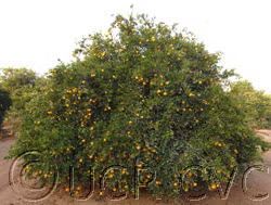 Seedless Kishu Mandarin Budwood citrus plant material online shopping