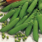 Little Marvel Shelling Pea
