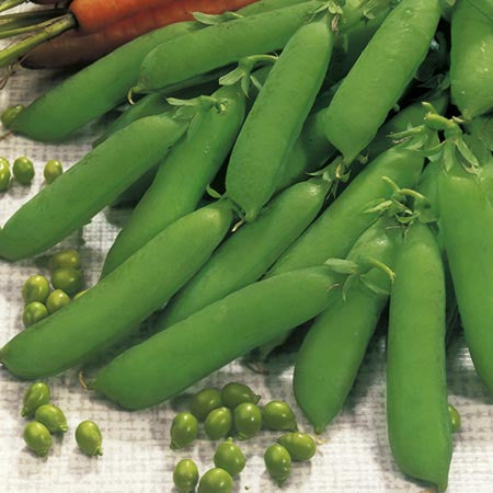Little Marvel Shelling Pea