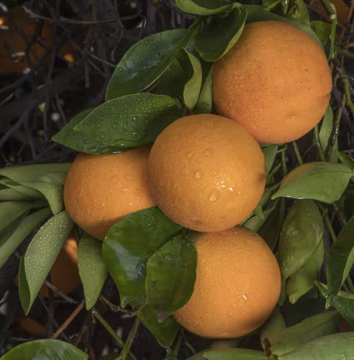 Madam Venus Sweet Orange Seed citrus plant material online shopping