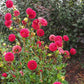 Cornel Dahlia Plants online shopping