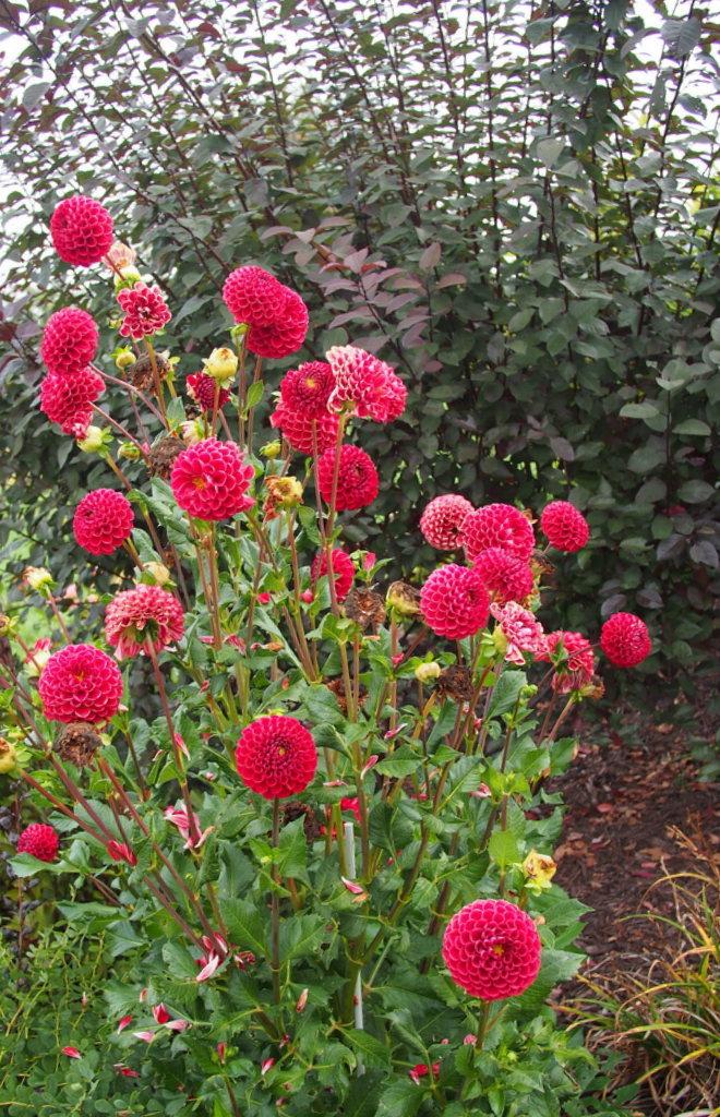 Cornel Dahlia Plants online shopping