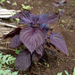 Red Perilla Shiso Seeds online shopping