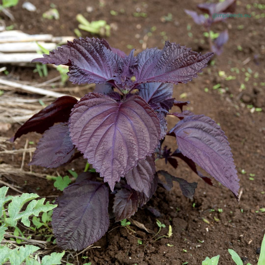 Red Perilla Shiso Seeds online shopping