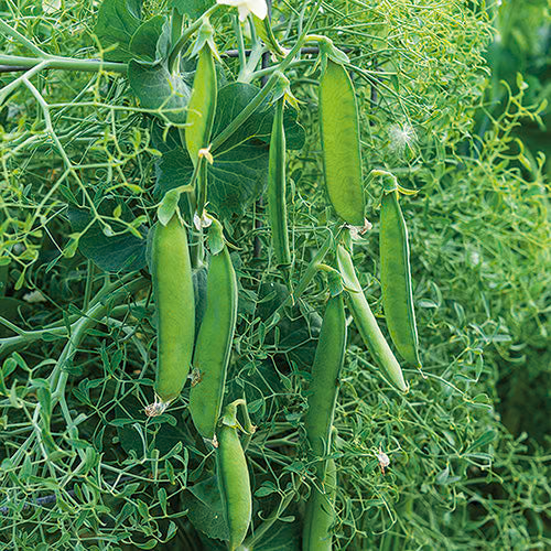 Parsley Pea