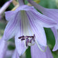 Leather And Lace Hosta Plants online shopping