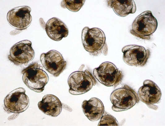 Wild Crassostrea Virginica Oyster Eyed Larvae MD