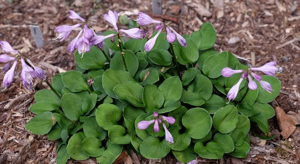 Green Thumb Hosta