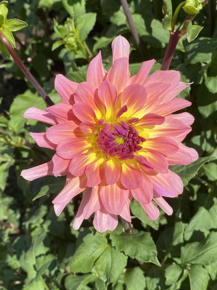 Dreamcatcher Dahlia Plants online shopping