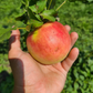 Prairie Sensation Apple